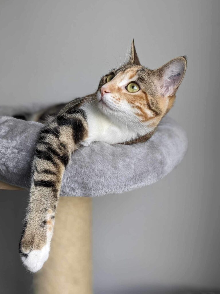 Chat dans un arbre à chat
